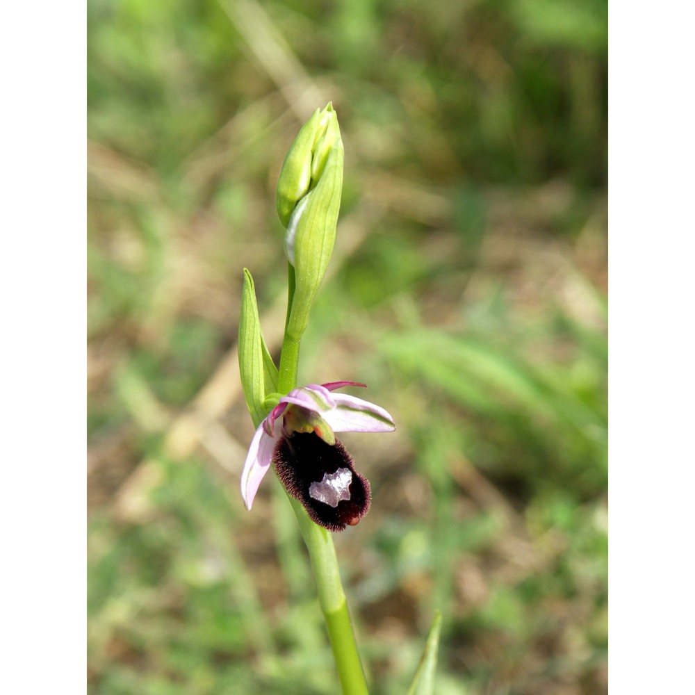 ophrys benacensis (reisigl) o. danesch, e. danesch et ehrend.