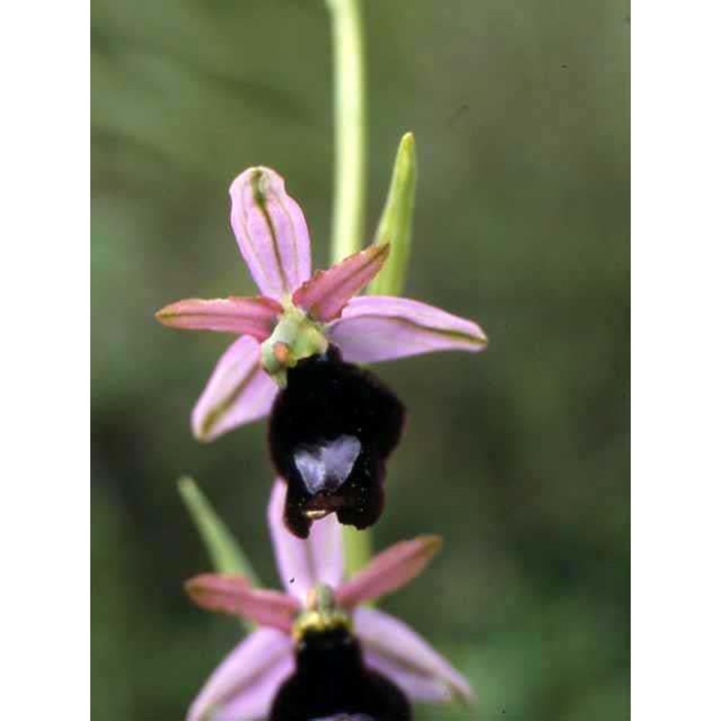 ophrys benacensis (reisigl) o. danesch, e. danesch et ehrend.