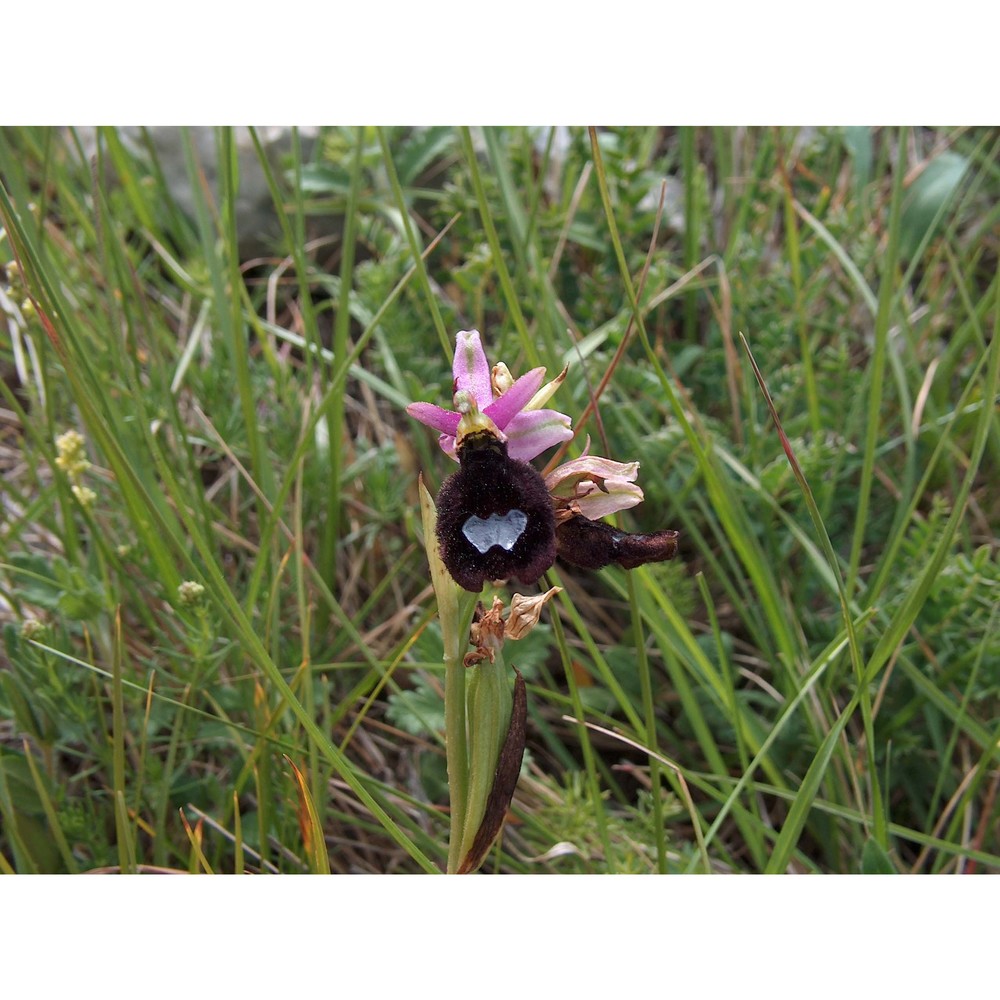 ophrys benacensis (reisigl) o. danesch, e. danesch et ehrend.