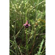 ophrys benacensis (reisigl) o. danesch, e. danesch et ehrend.