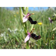 ophrys bertolonii moretti