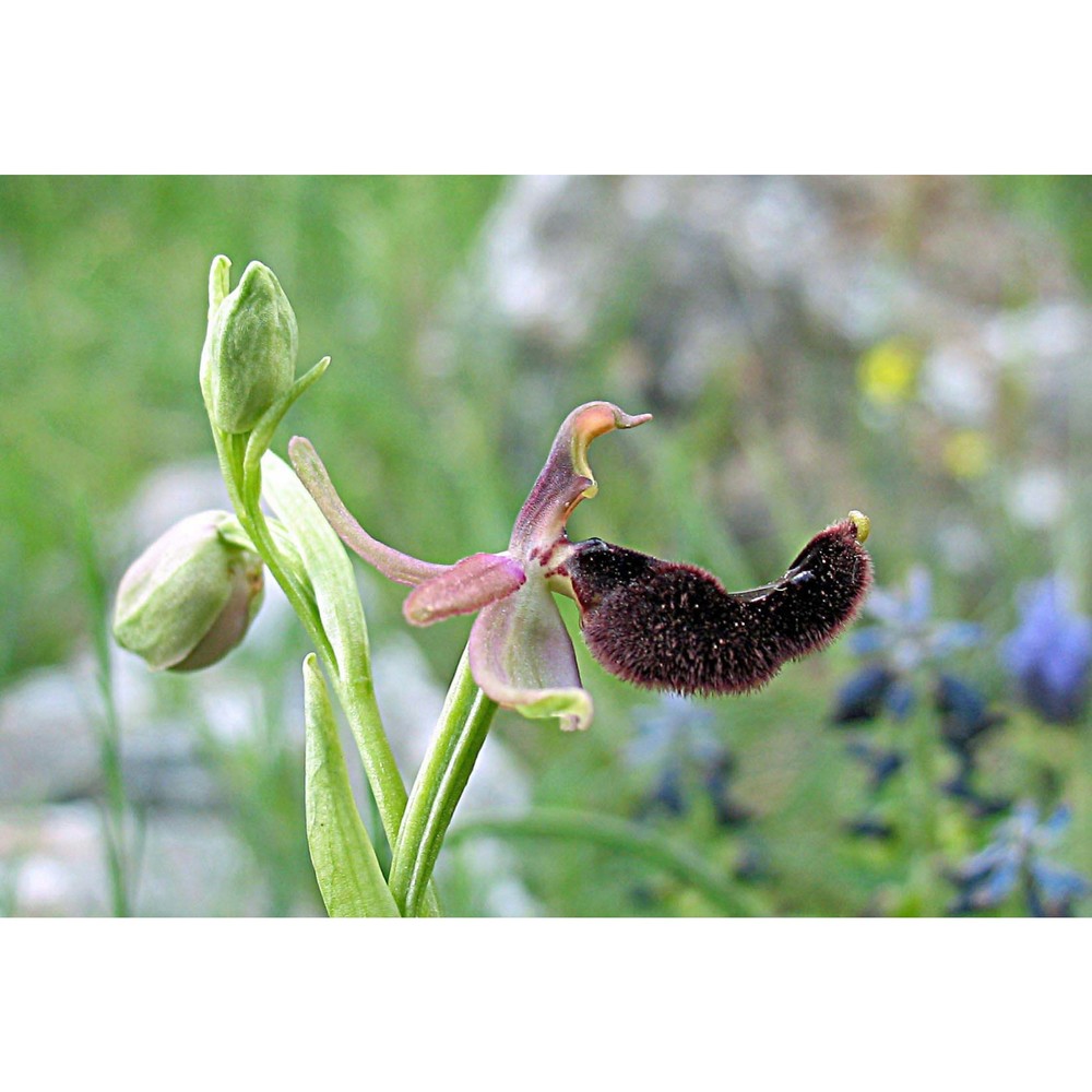 ophrys bertolonii moretti