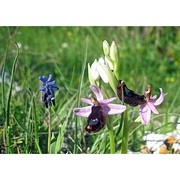 ophrys bertolonii moretti