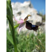 ophrys bertolonii moretti