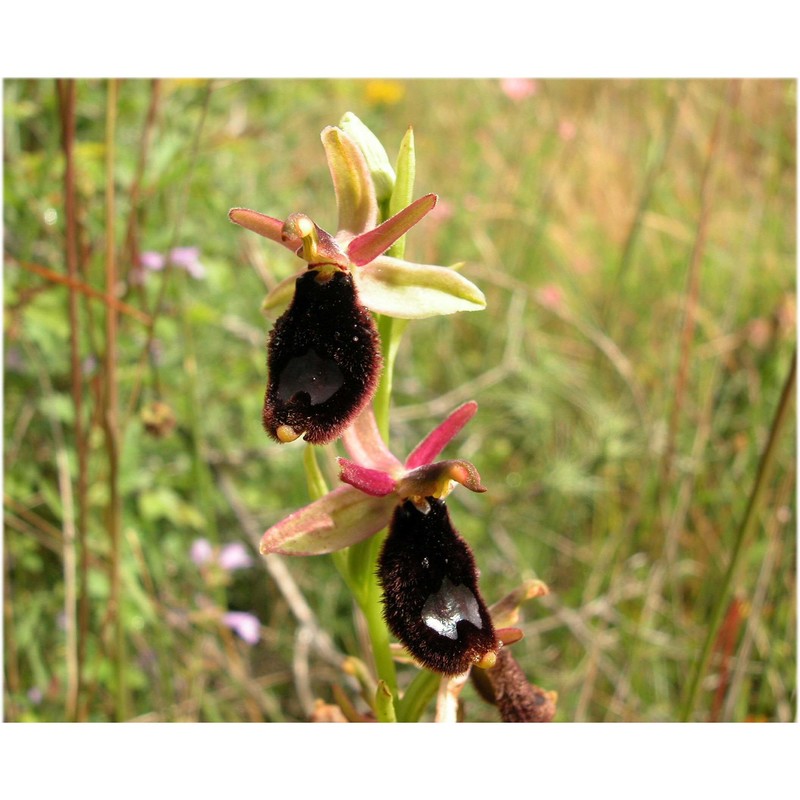 ophrys bertoloniiformis o. danesch et e. danesch