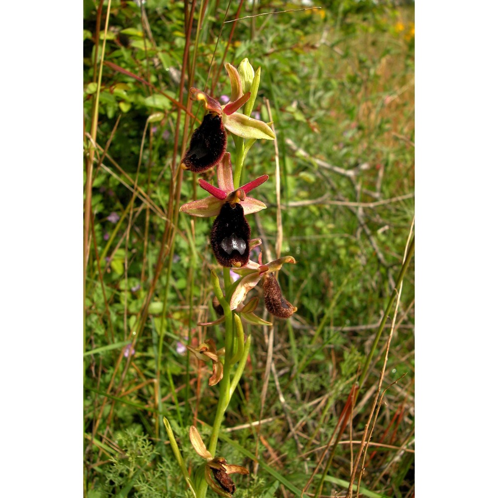 ophrys bertoloniiformis o. danesch et e. danesch