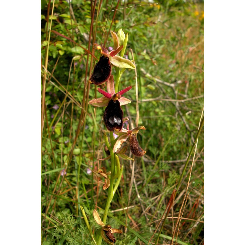 ophrys bertoloniiformis o. danesch et e. danesch