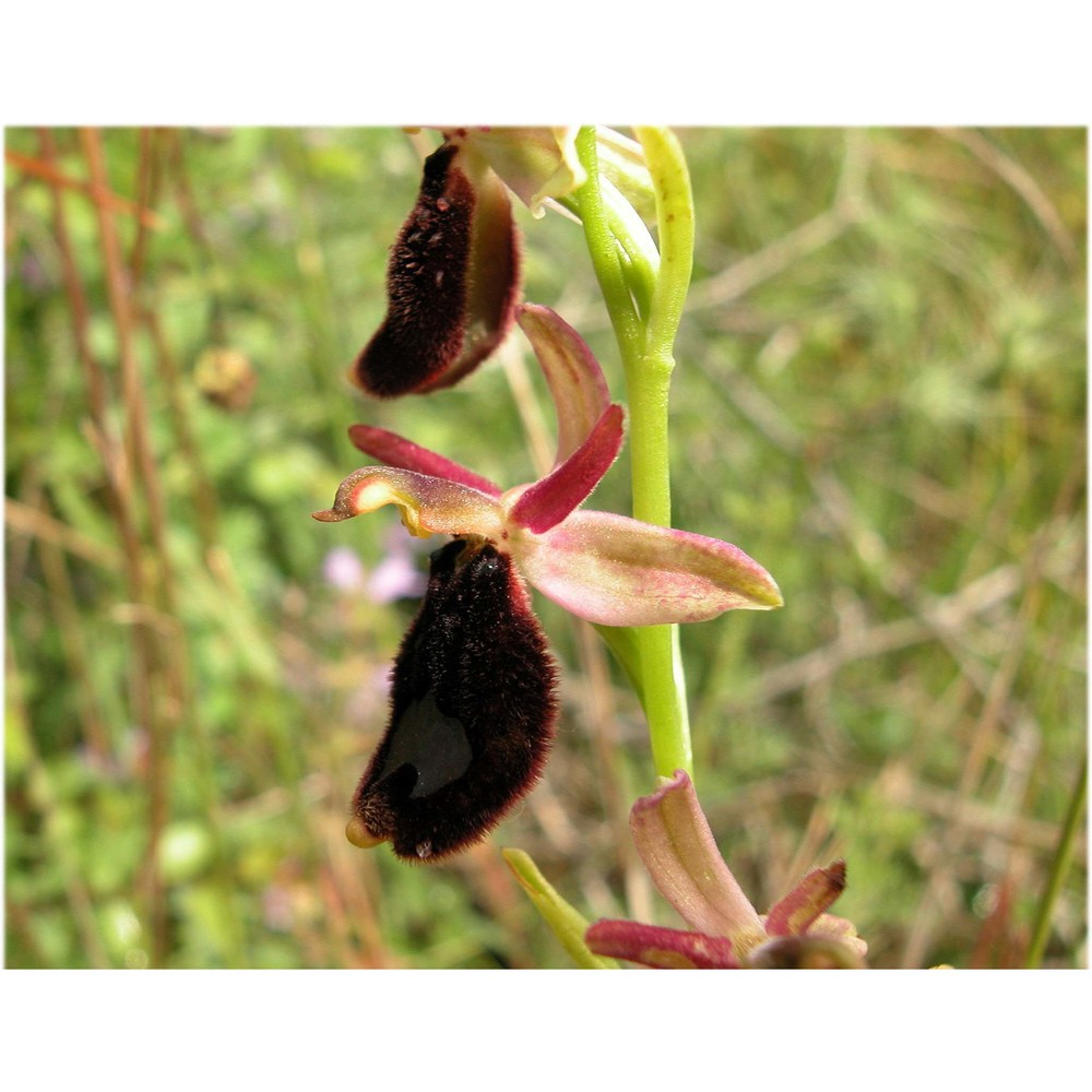 ophrys bertoloniiformis o. danesch et e. danesch