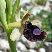 ophrys bertoloniiformis o. danesch et e. danesch