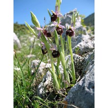 ophrys biscutella o. danesch et e. danesch