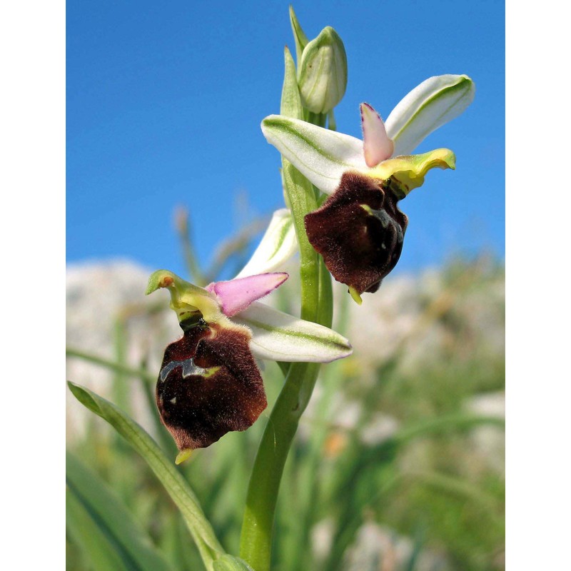 ophrys biscutella o. danesch et e. danesch