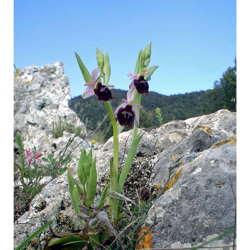 ophrys biscutella o. danesch et e. danesch