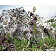 ophrys biscutella o. danesch et e. danesch