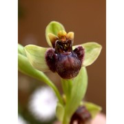 ophrys bombyliflora link