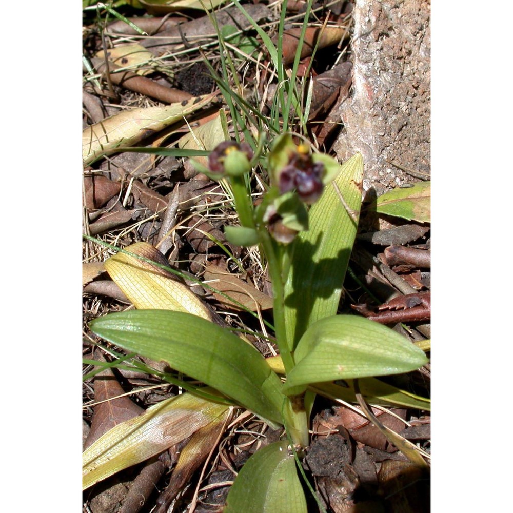 ophrys bombyliflora link