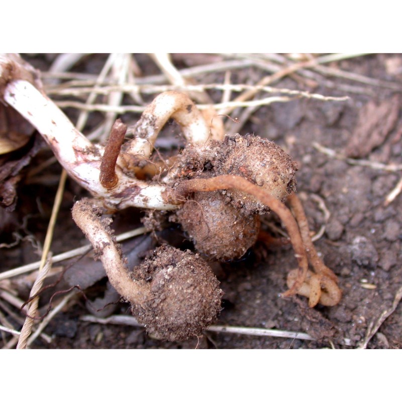 ophrys bombyliflora link