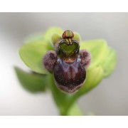 ophrys bombyliflora link