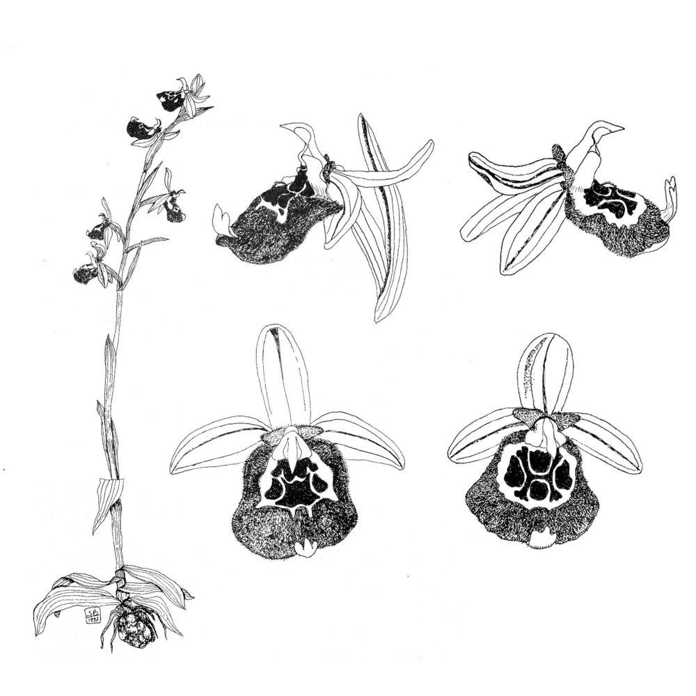 ophrys calliantha bartolo et pulv.