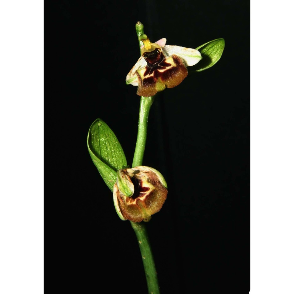 ophrys calliantha bartolo et pulv.