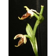 ophrys calliantha bartolo et pulv.