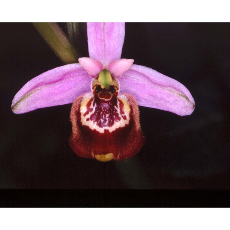 ophrys candica (e. nelson ex soó) h. baumann et künkele