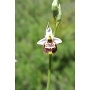 ophrys candica (e. nelson ex soó) h. baumann et künkele