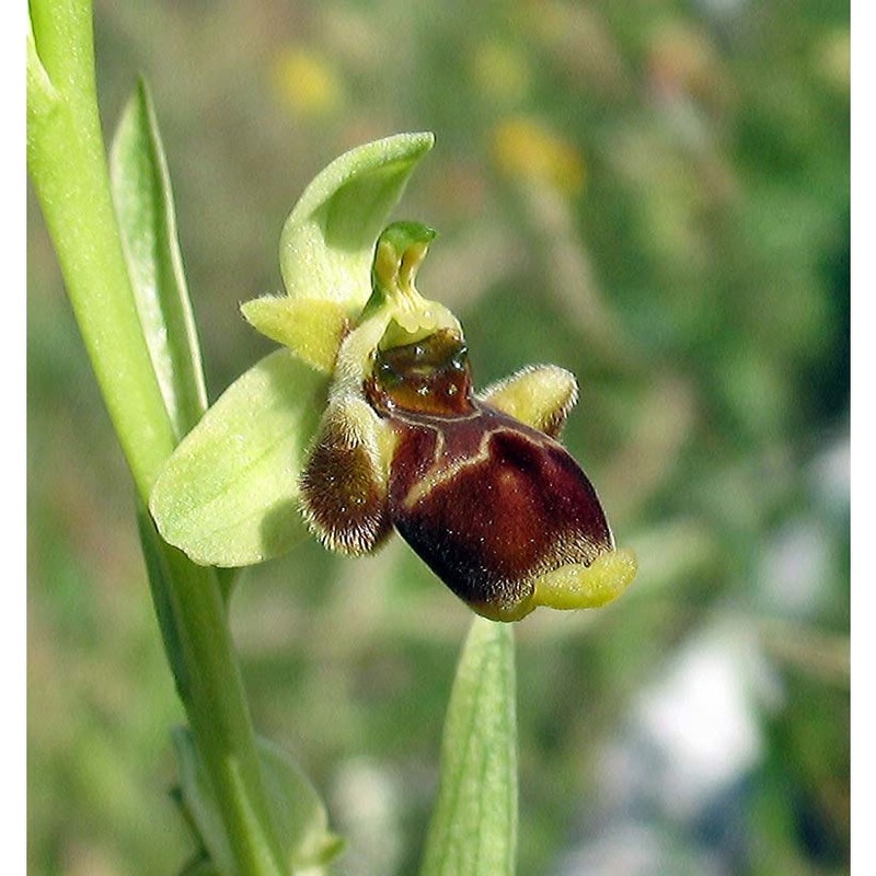 ophrys conradiae melki et deschâtres