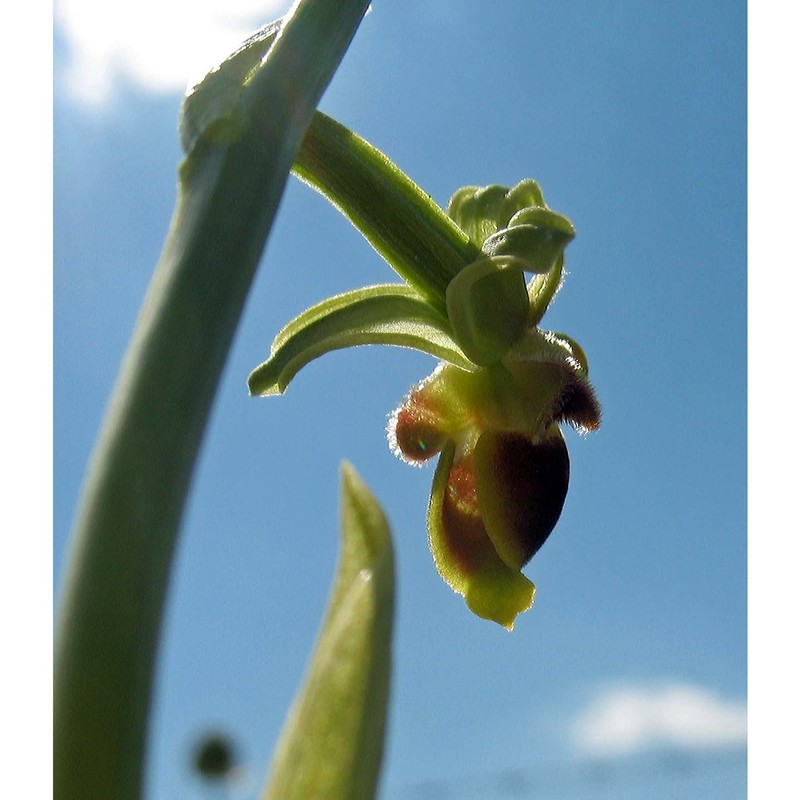 ophrys conradiae melki et deschâtres