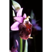 ophrys crabronifera mauri