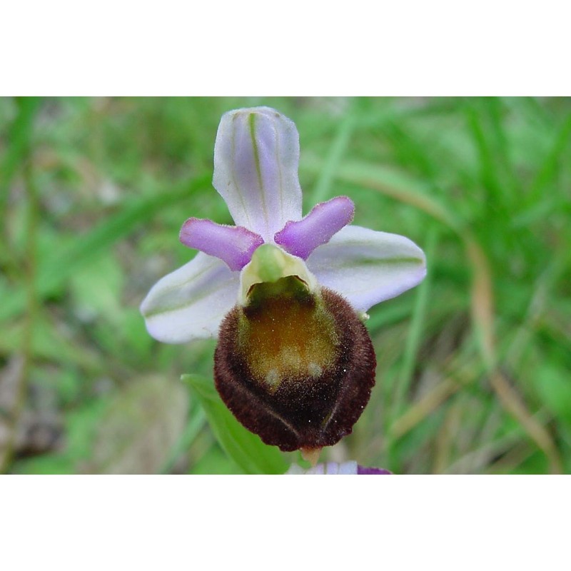 ophrys crabronifera mauri