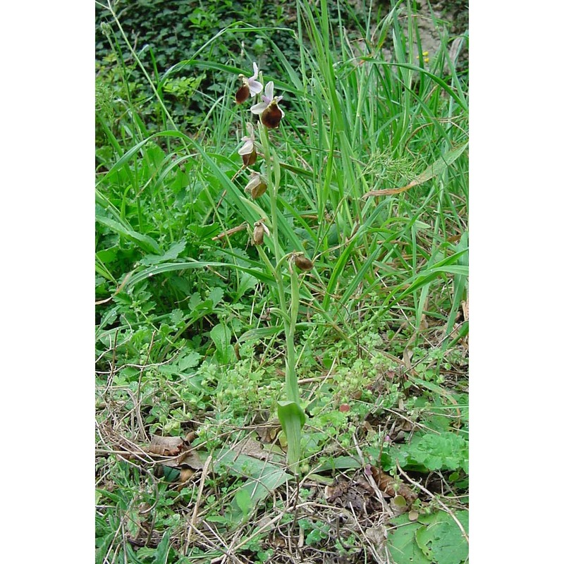 ophrys crabronifera mauri