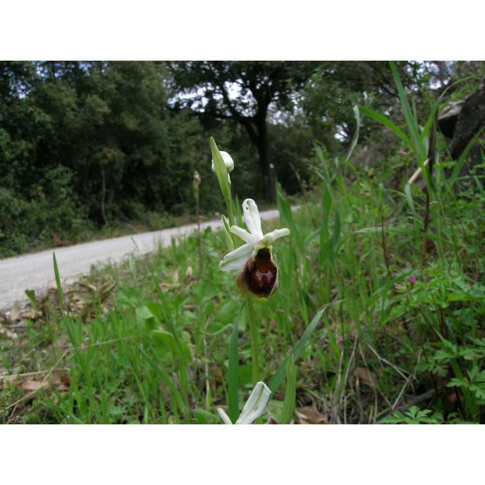 ophrys crabronifera mauri