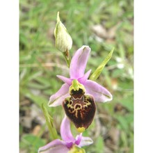 ophrys dinarica kranjčev et p. delforge