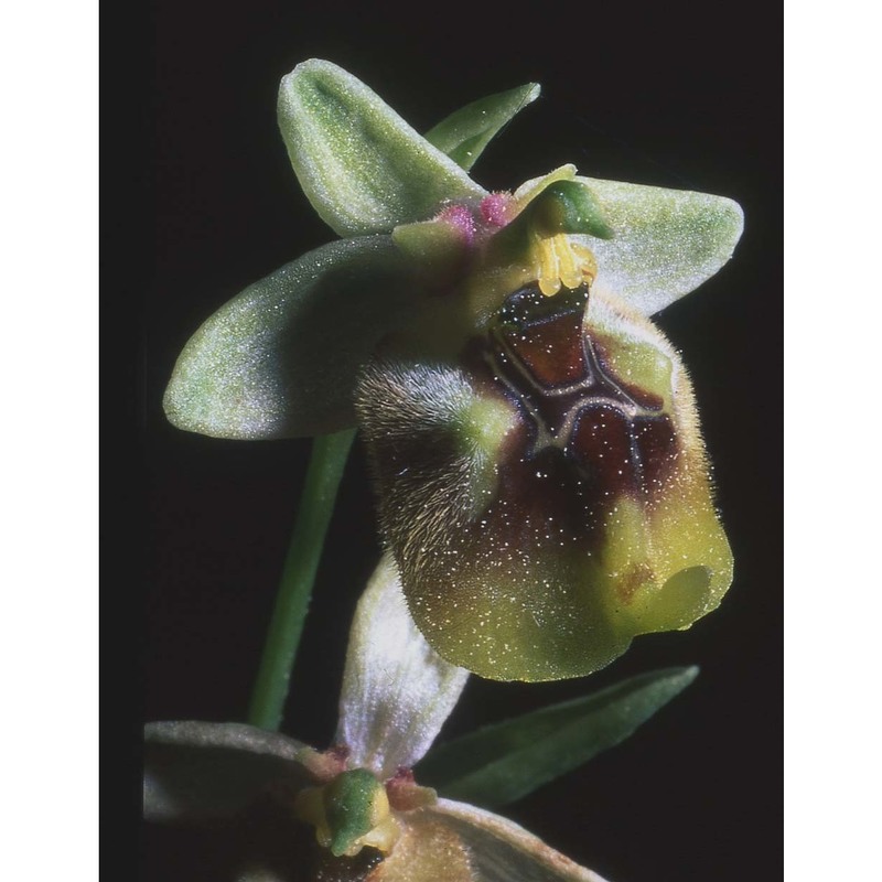 ophrys discors bianca