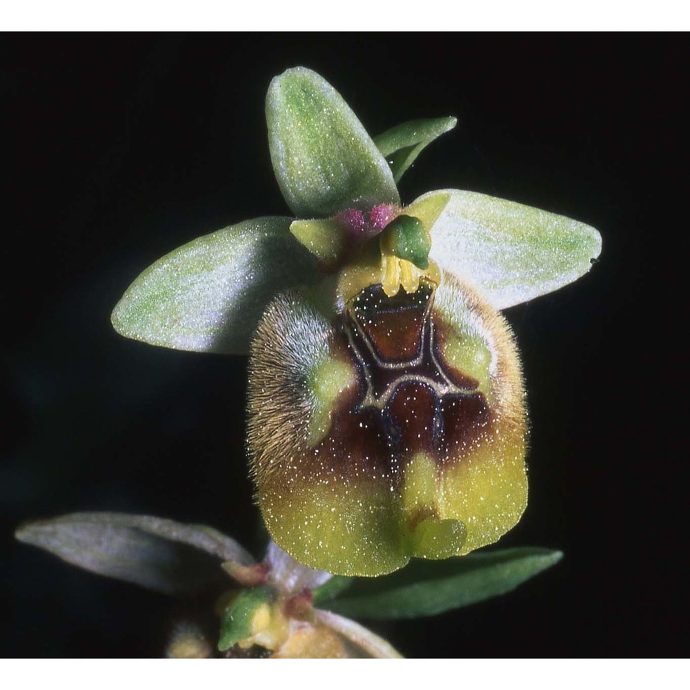 ophrys discors bianca