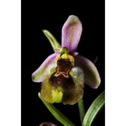 ophrys discors bianca