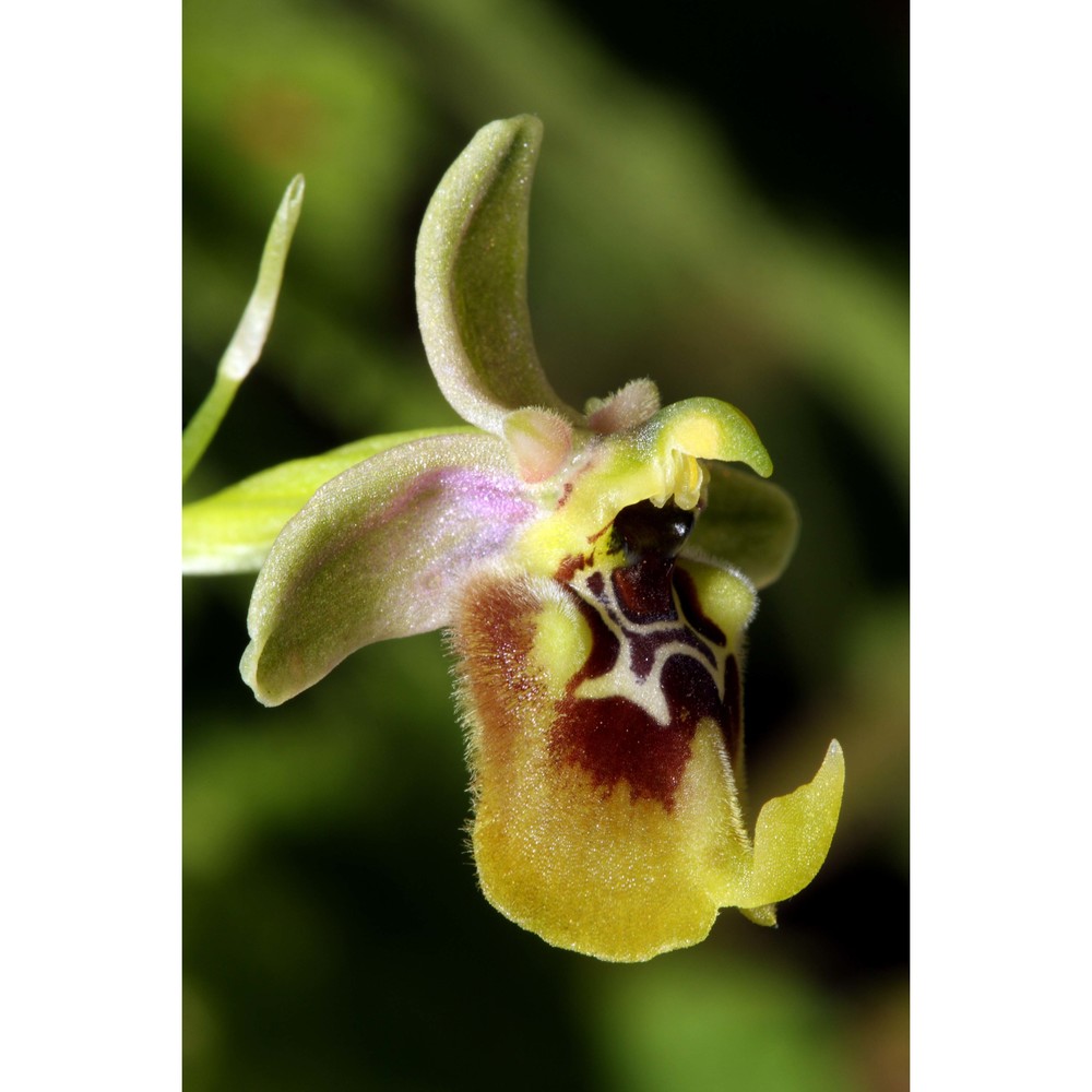 ophrys discors bianca