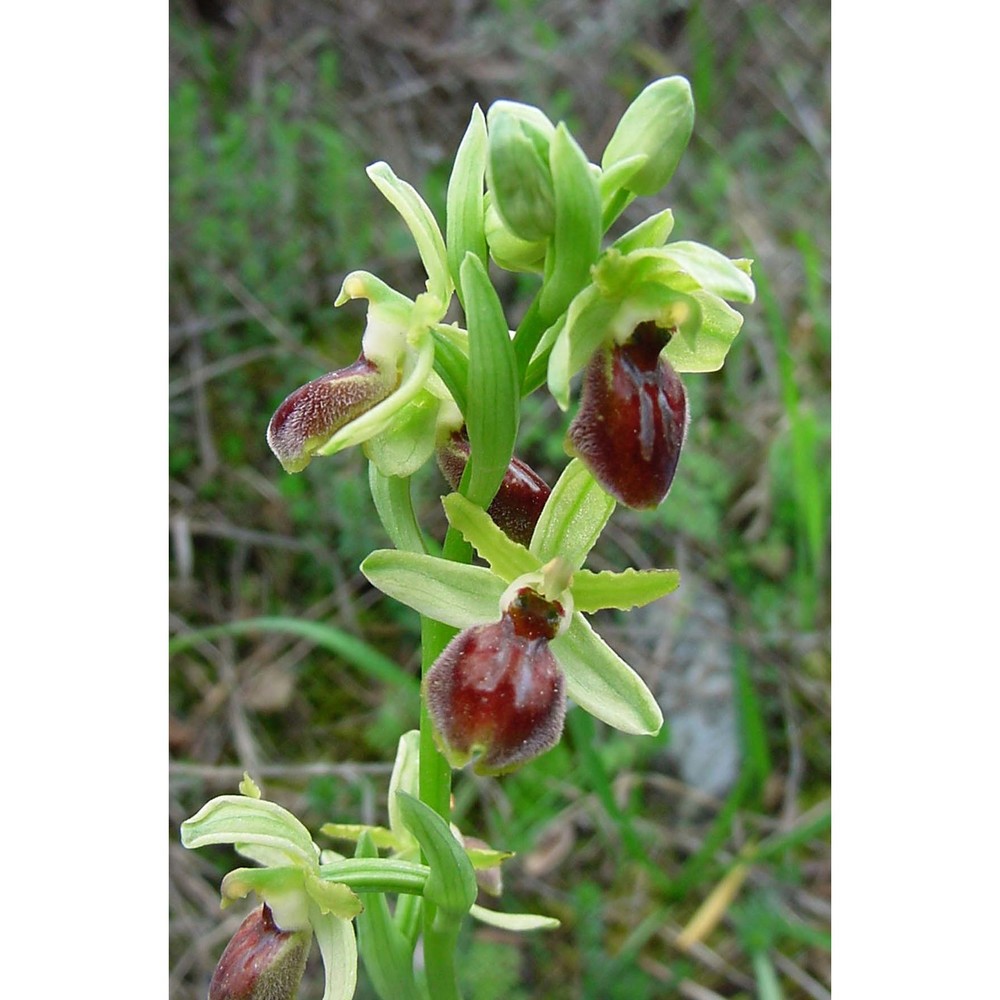 ophrys exaltata ten.