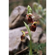 ophrys exaltata ten.