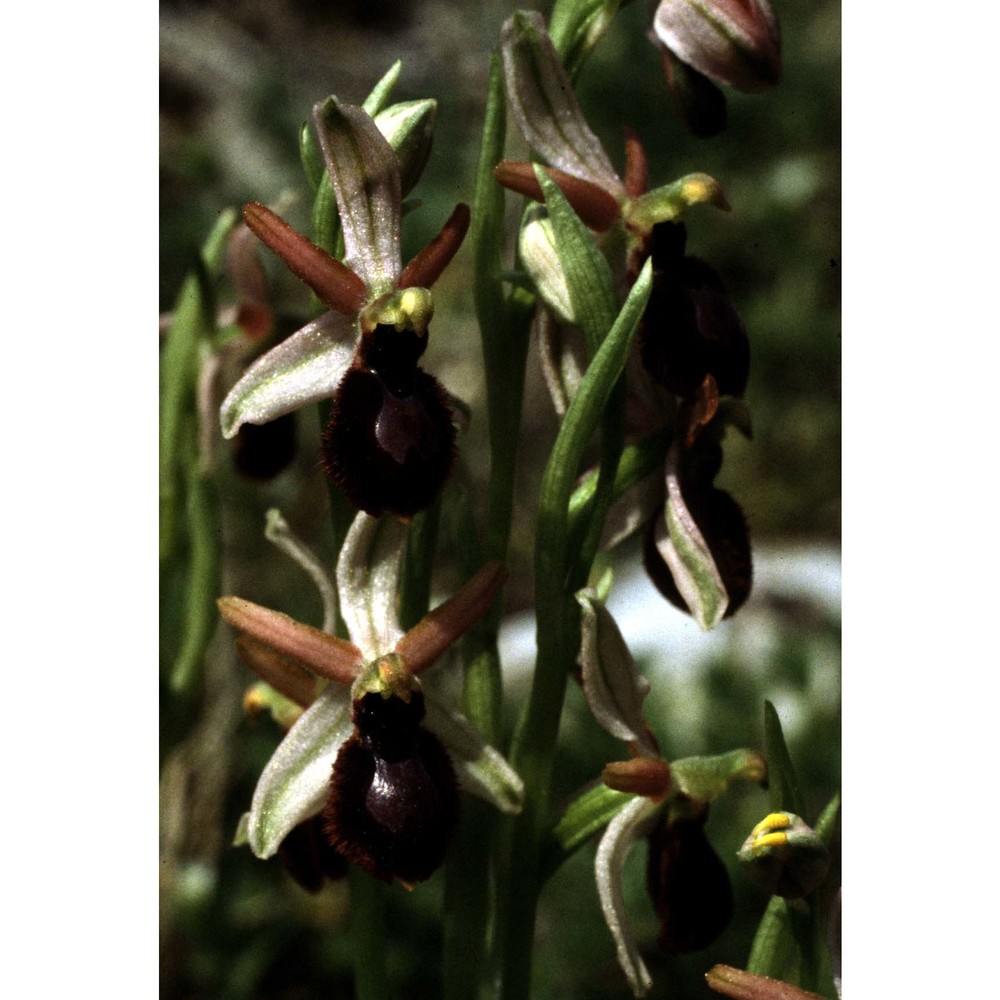 ophrys exaltata ten.