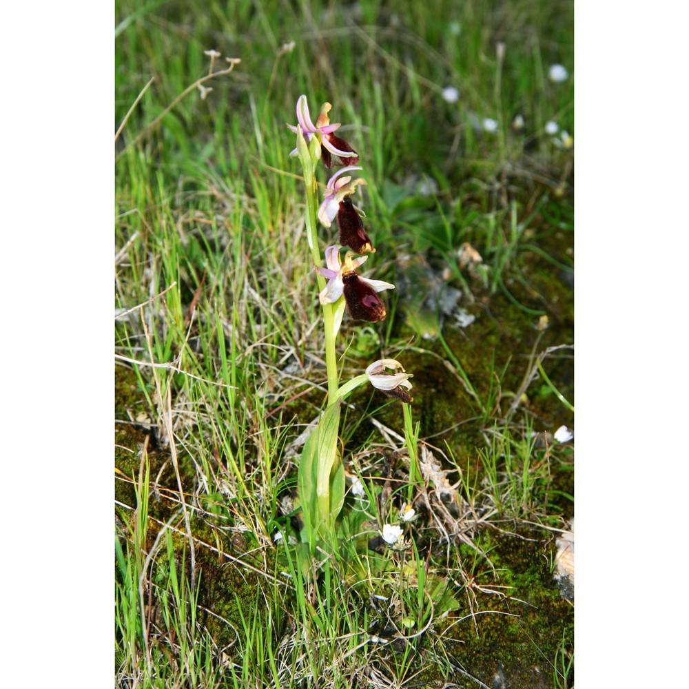 ophrys explanata (lojac.) p. delforge