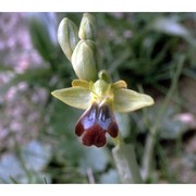 ophrys fusca link