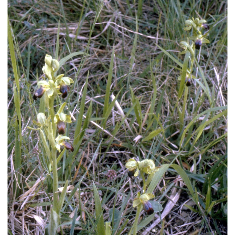 ophrys fusca-lutea