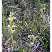 ophrys fusca link