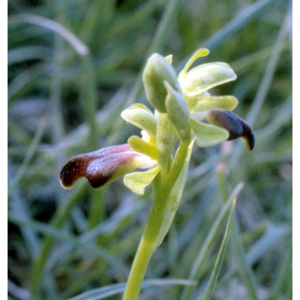 ophrys fusca link