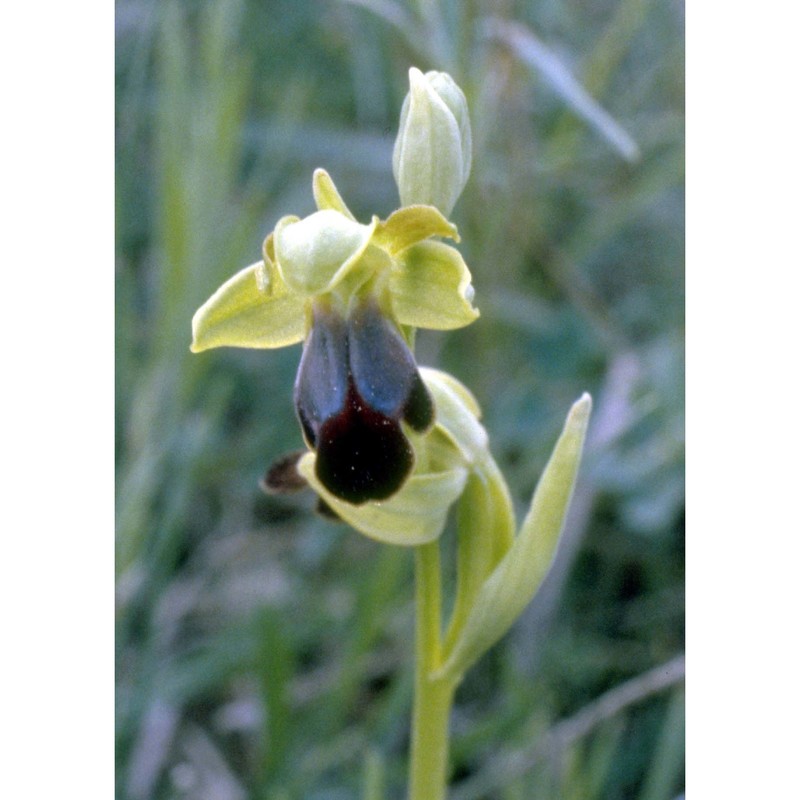 ophrys fusca-lutea