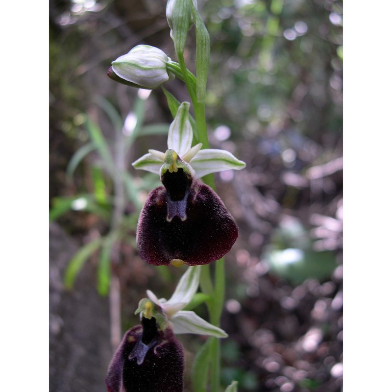 ophrys holosericea (burm. fil.) greuter