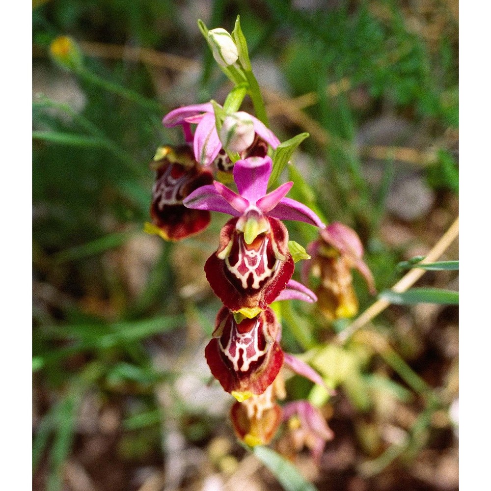 ophrys holosericea (burm. fil.) greuter