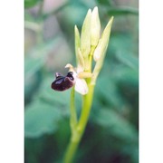 ophrys incubacea bianca