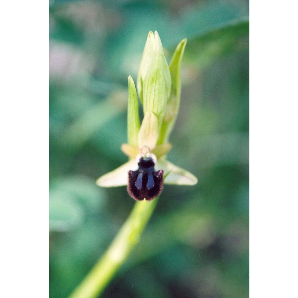 ophrys incubacea bianca